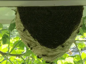 Interior of a wasp nest