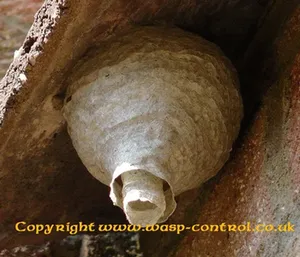 Median wasp nest