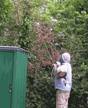 How do you get rid of a hornet's nest?