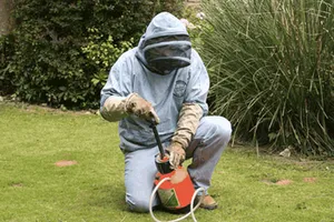 Wasp control treatments in Winchester Hampshire