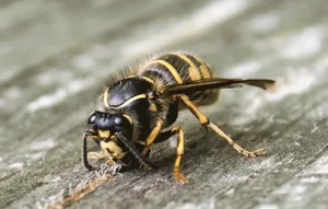 Close-up of a common wasp for identification, showing distinct markings