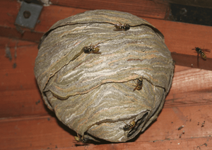 Signs to look for when identifying a wasp nest