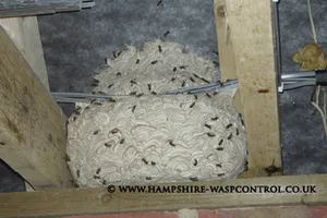 Wasp Nest Treatments Hampshire